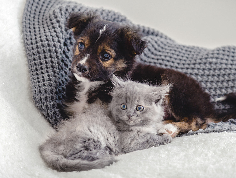 Adorable puppy and kitty cuddling together on soft blanket
